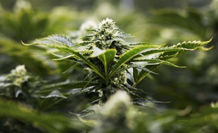 Illustration d'une plantation de cannabis, ici dans l'Ontario.