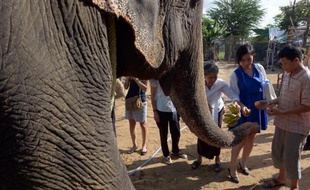 Sambo, le seul éléphant encore en activité à Phnom Penh, reçoit des bananes avant son départ pour la jungle, le 25 novembre 2014
