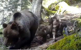 Les trois oursons de Sorita ont été filmés dans la montagne béarnaise.