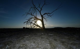 Un arbre mort de la sécheresse près de Red Hill Marina à Salton Sea, en Californie le 19 mars 2015