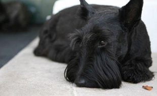 Barney, le chien de George W. Bush, en finit avec une belle carrière politique.