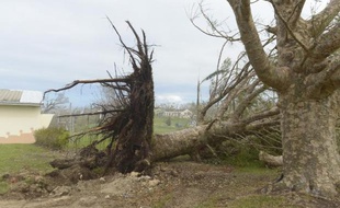Un arbre déraciné au lycée catholique français De Montmartre au Vanuatu le 19 mars 2015