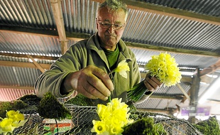 Les treize chars sont recouverts de milliers de jonquilles, toutes naturelles.