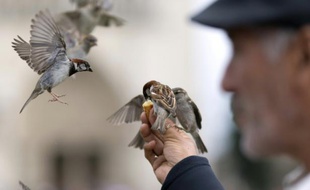 Un homme nourrit des moineaux devant la cathédrale Notre-Dame à Paris, le 11 juillet 2014