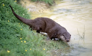 Illustration d'une loutre d'Europe, une espèce protégée.