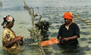 Une mère et sa fille cultivent des algues à Muungoni, sur l'île principale de Zanzibar, le 7 avril 2016
