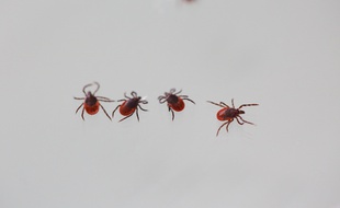 L'Ixodes Ricinus, nom scientifique de la maladie de Lyme est transmise par les tiques.