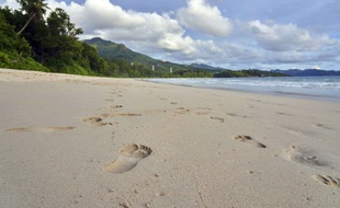 Environ 400 pies vivent sur quatre îles des Seychelles (illustration).
