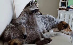 Pumpkin, le raton laveur star d'Instagram, aime regarder la télé avec ses copains.