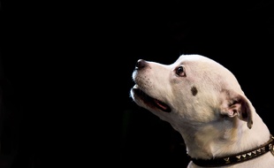 Illustration d'un staffordshire bull-terrier.