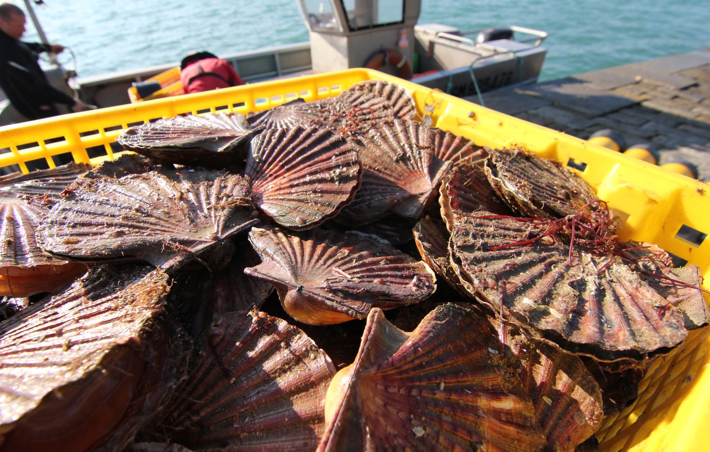 Les stocks de coquilles Saint-Jacques n'ont jamais été aussi abondants tant en Bretagne qu'en Normandie. Les pêcheurs sont ravis mais doivent trouver à qui les envoyer. 