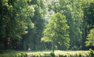Illustration de la forêt de Montmorency, dans le Val d'Oise.