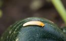 Oubliez les granulés ! Cette méthode insolite met K.O. les limaces en une seule nuit