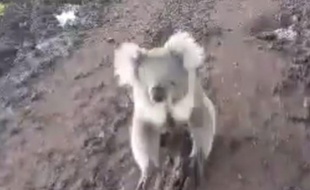 Un koala pourchasse une fermière.