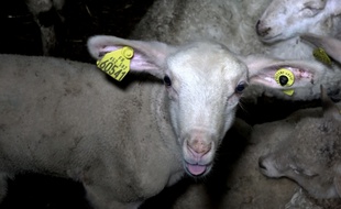 Illustration d'un agneau de l'abattoir de la Soule à mauléon.