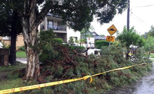 Des arbres sont tombés à Sydney, le 21 avril 2015 à la suite d'intempéries