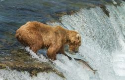 Grizzlis et saumons du Pacifique : un face-à-face fascinant en Alaska