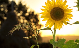 Le soleil est au rendez-vous pour ce début de l'été.
