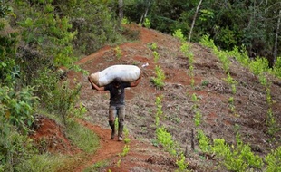 La guérilla des Farc, qui mène des pourparlers de paix avec le gouvernement colombien à Cuba, a proposé mardi de "réguler" la production et la vente des produits des cultures illicites telles que la coca, le pavot ou le cannabis.