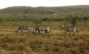 Des zèbres dans le parc national de Hells gate, au Kenya, le 20 novembre 2014.