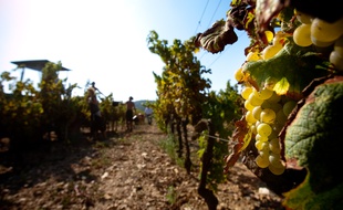 Hyères le 24 aout 2011 - Illustration de vendanges en Provence.