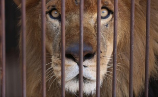 Un lion récupéré dans un cirque s'apprête à s'envoler du Pérou pour l'Afrique du Sud.