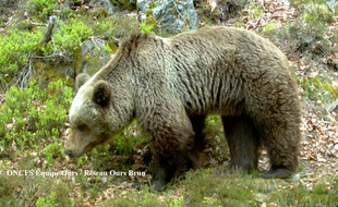 Un ours dans les Pyrénées