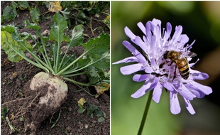 A gauche, une betterave. A droite, une abeille. Quel est le rapport ?