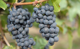Les travailleurs étaient embauchés durant les vendanges (Illustration)