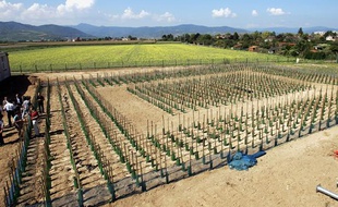 Des plans de vigne génétiquements modifiés sur un terrain de l'Inra près de Colmar, en 2005.