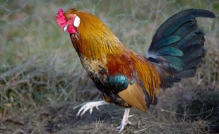 Une association de protection animale veut faire interdire les combats de coqs organisés dimanche à Laventie (Pas-de-Calais) dans le cadres des Journées du patrimoine, a-t-elle indiqué jeudi dans un communiqué.