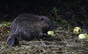 Un castor dans son élément naturel en Biélorussie (illustration)
