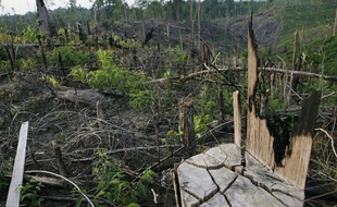 La forêt indonésienne brûlée pour laisser la place aux palmiers à huile.
