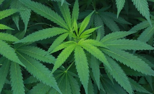 Deuxième plus gros consommateur de cannabis, la France se place juste derrière le Danemark.