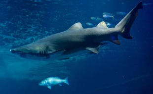 Une femme a été tuée le 9 avril 2016 par un requin-tigre, près de Bourail, sur la côte sud-ouest de la Nouvelle-Calédonie