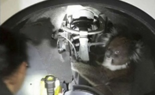 Un koala s'est caché derrière la roue d'une voiture, bien mal lui en a pris...