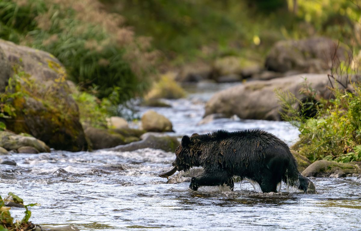Japon : Un ours brun tue un randonneur dans le nord du pays