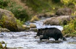 Un ours brun tue un randonneur dans le nord du Japon