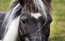 Plusieurs chevaux retrouvés mutilés dans une commune de Seine-Maritime une enquête ouverte