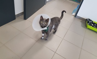 Tara, un chat de 3 ans a bénéficié d'une transplantation rénale réalisée par des chirurgiens urologues à Lyon. Une première...