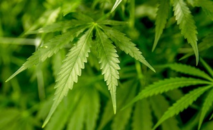 Les pieds de cannabis ont été découverts grâce à un drone de la gendarmerie (illustration).