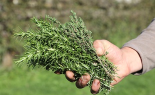 Le thym de Provence est désormais labélisé AOP et IGP.
