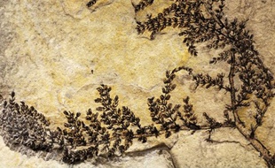 Montsechia vidalii, plante à fleur datant de 130 millions d'années.