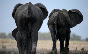 Un groupe d'éléphants à la réserve nationale d'Amboseli au Kenya, le 13 novembre 2015