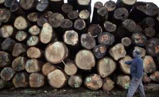 Des troncs d'arbres destinés au bois de chauffe sont empilés au Pin-la-Garenne (Orne), le 21 décembre 2012