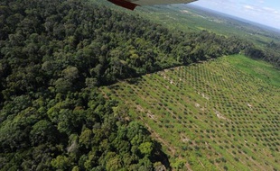 Paysage lunaire au milieu de l'immensité verte, une bande entièrement pelée traverse la jungle, piquée de milliers de jeunes pousses à l'avenir en or: rouge celui-là, comme le fruit du palmier à huile. En Indonésie, l'équivalent de six terrains de football de forêt primaire disparaît chaque minute.