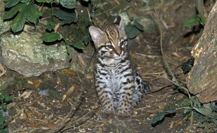 Un bébé ocelot est né au zoo d'Asson dans les Pyrénées-Atlantiques.