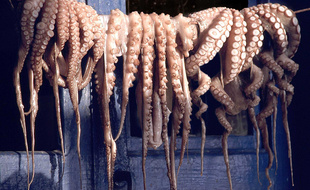 Des poulpes