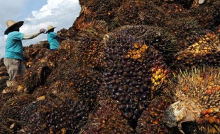 Des ouvriers agricoles travaillent au traitement de la matière première de l'huile de palme à Dengkil, en banlieue de Kuala Lumpur, le 4 novembre 2009