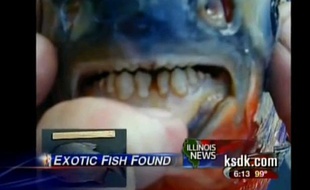 Capture d'écran d'un reportage de ksdk.com, datant de juillet 2012, montrant un pacu retrouvé dans un lac de l'Illinois aux Etats-Unis.